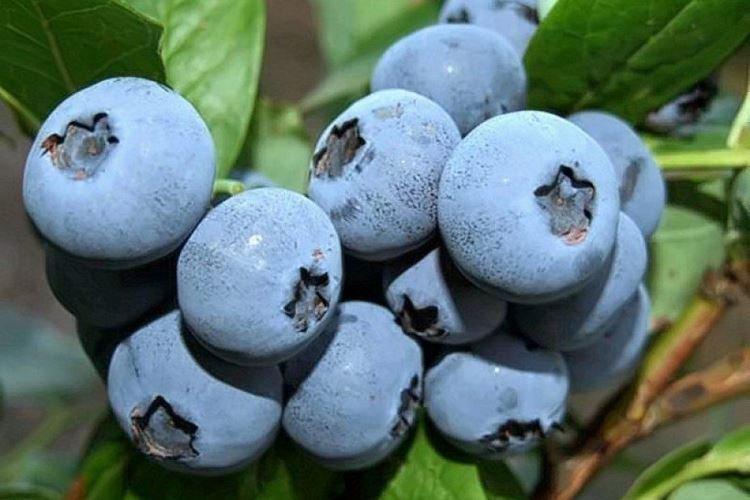 Дарроу - Сорта голубики