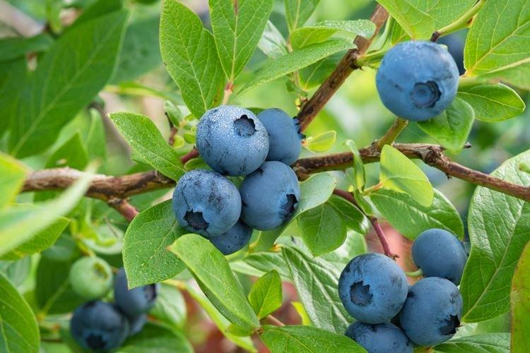 Полив - Уход за голубикой