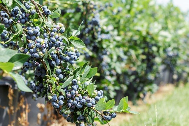 Размножение - Уход за голубикой