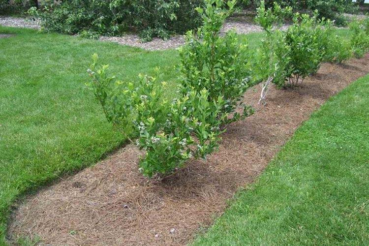 Посадка голубики