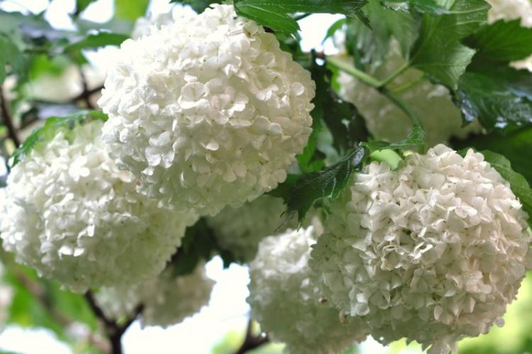 Общая характеристика - Гортензия