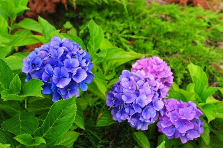 История распространения - Гортензия