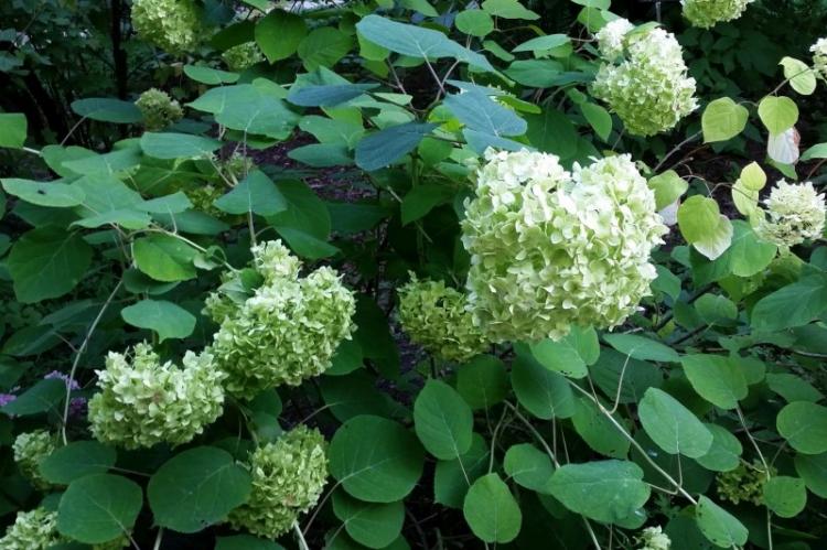 Пепельная гортензия - Виды гортензии
