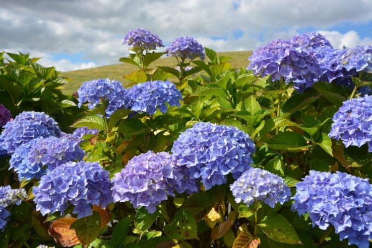 Температура - Уход за гортензией