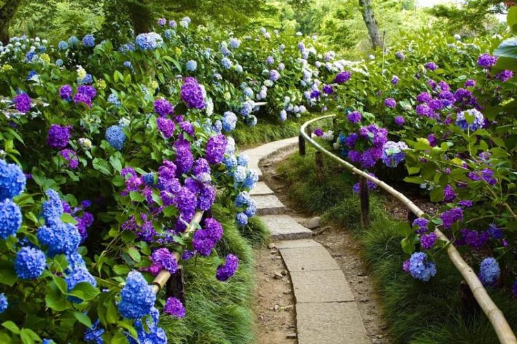 Освещение - Уход за гортензией