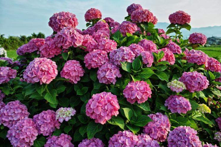 Обрезка - Уход за гортензией