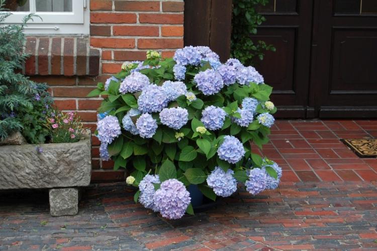 Гортензия - фото