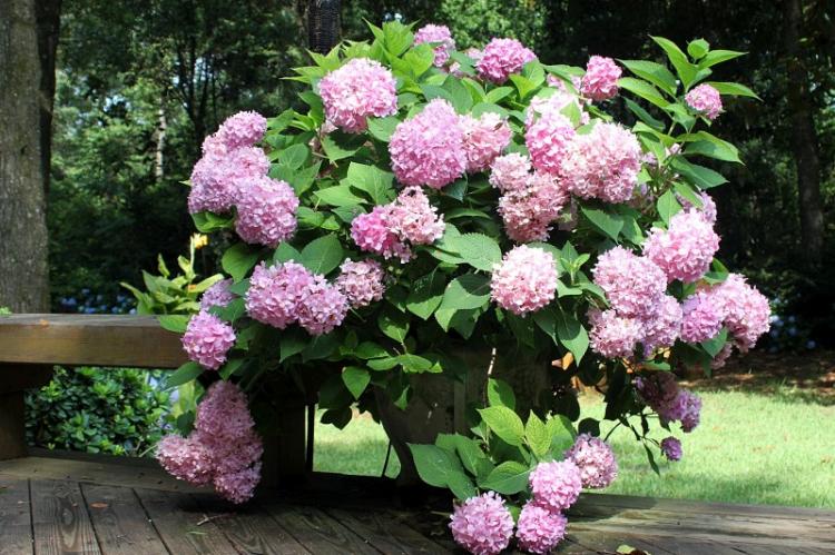 Гортензия - фото