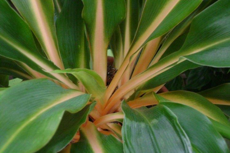 Хлорофитум крылатый - Виды хлорофитума