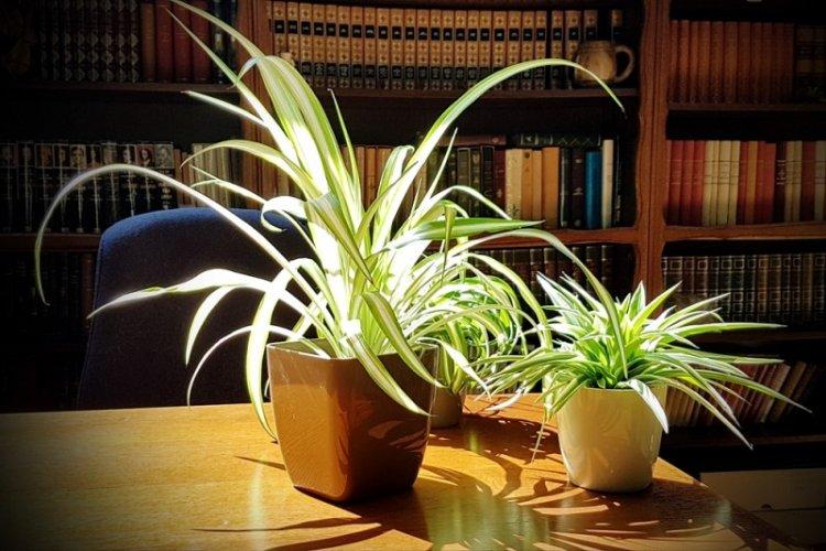 Освещение - Уход за хлорофитумом