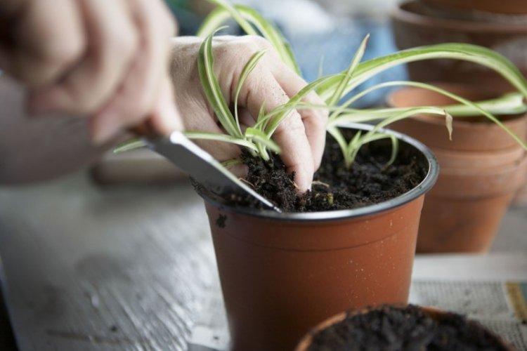 Почва - Уход за хлорофитумом