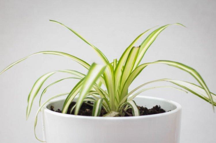 Удобрения и подкормка - Уход за хлорофитумом