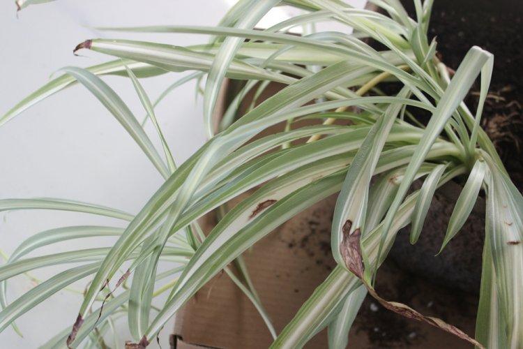 Борьба с вредителями и болезнями - Хлорофитум