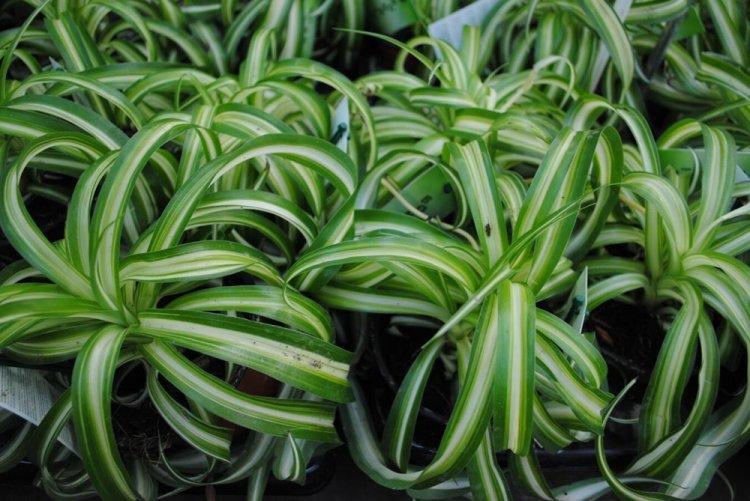 Хлорофитум - фото