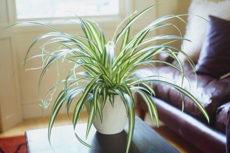 Хлорофитум - фото