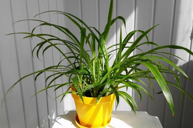 Хлорофитум - фото