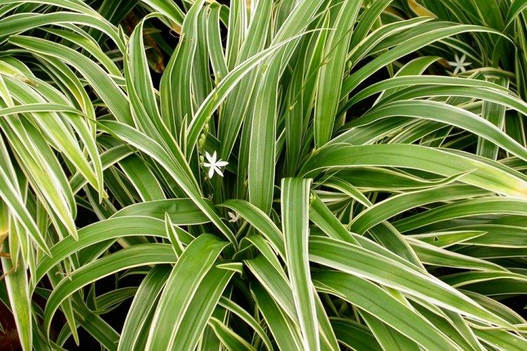 Хлорофитум - фото