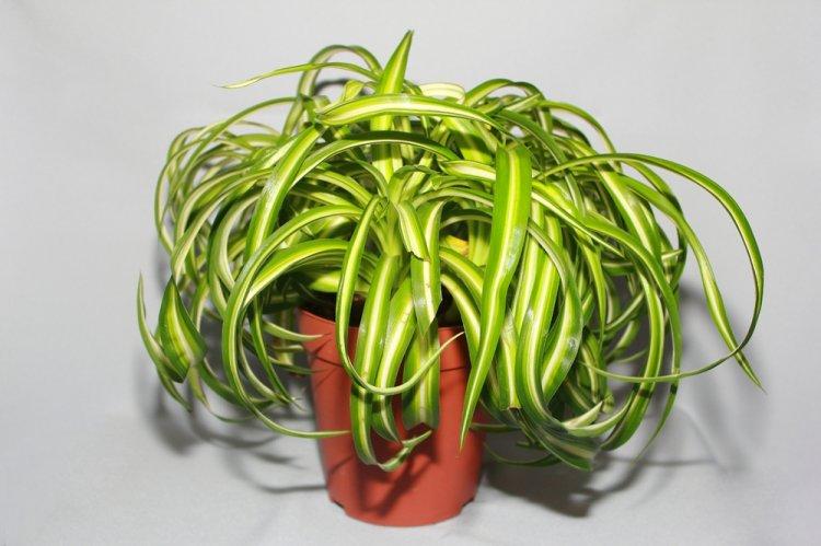 Хлорофитум - фото