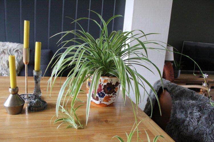 Хлорофитум - фото