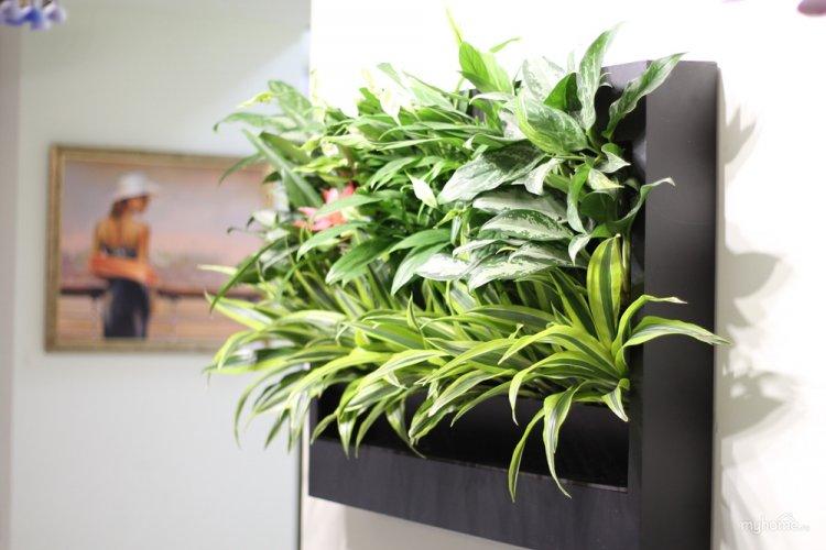 Хлорофитум - фото