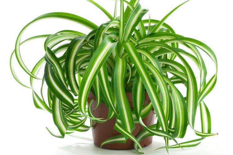 Хлорофитум - фото