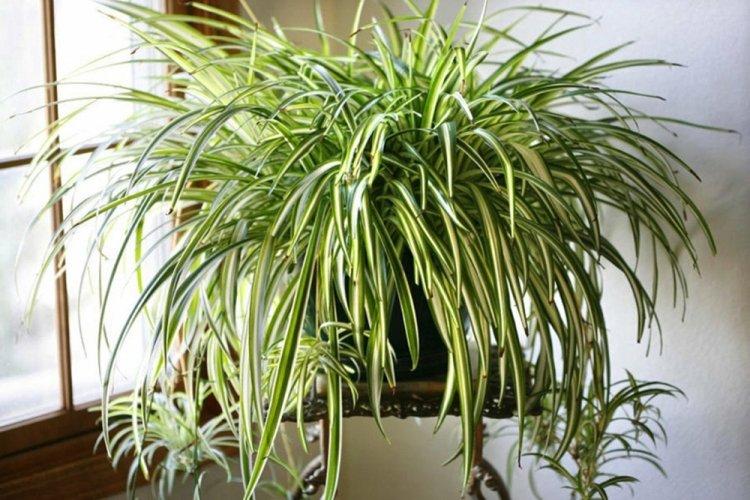 Хлорофитум - фото
