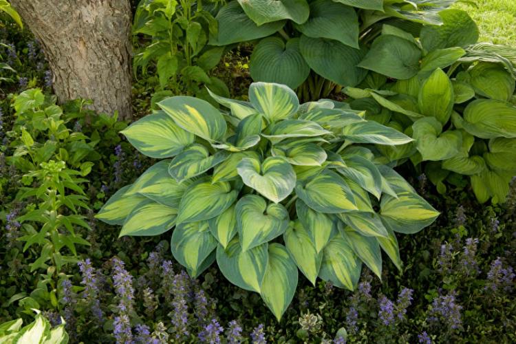 Общая характеристика - Хоста