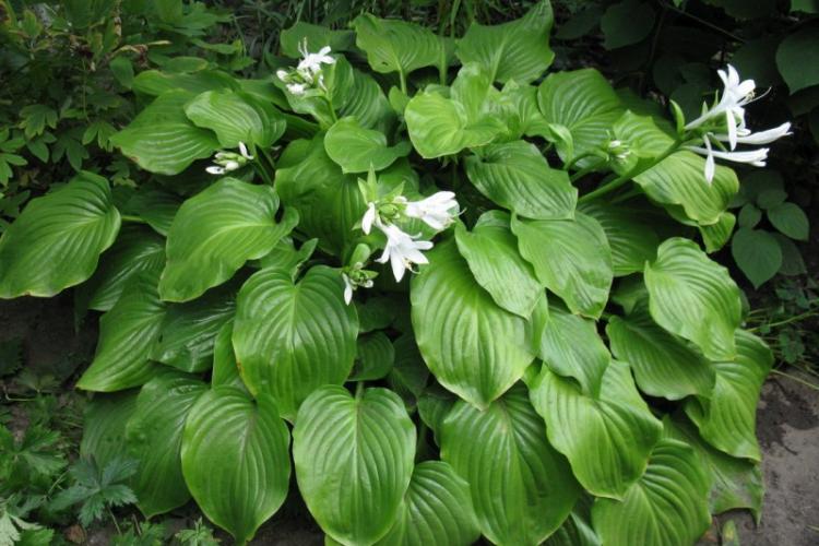 Хоста подорожниковая - Виды хосты