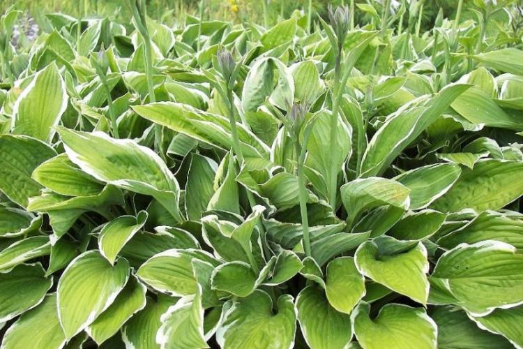 Хоста - фото