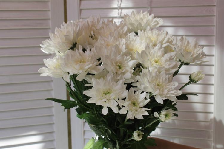 Общая характеристика - Хризантемы