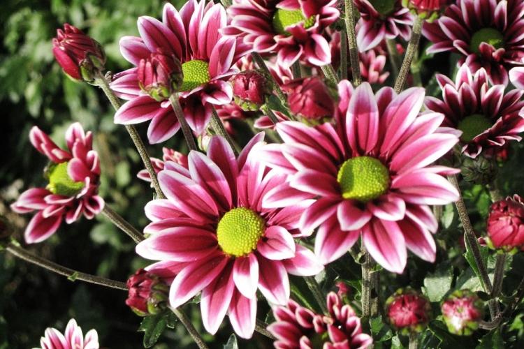 История распространения - Хризантемы