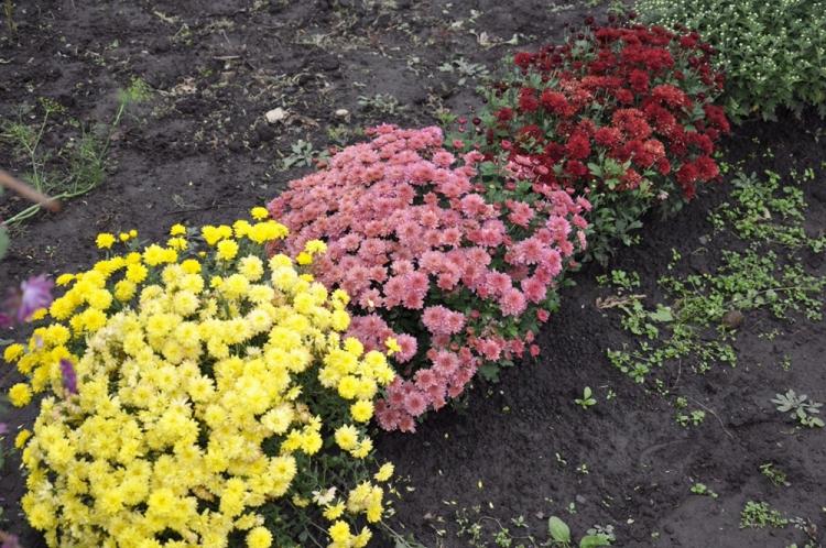 Почва - Уход за хризантемами