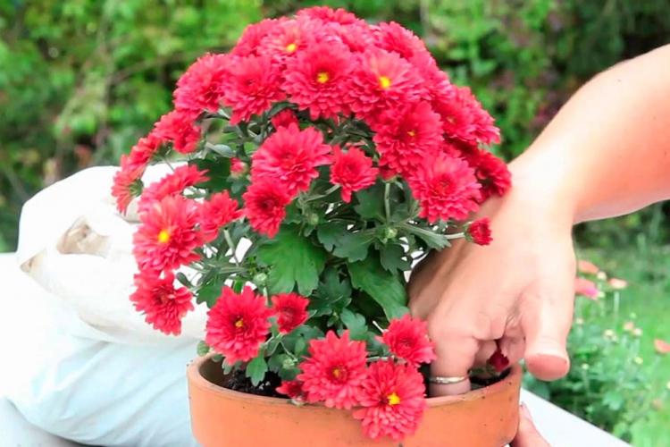 Полив - Уход за хризантемами