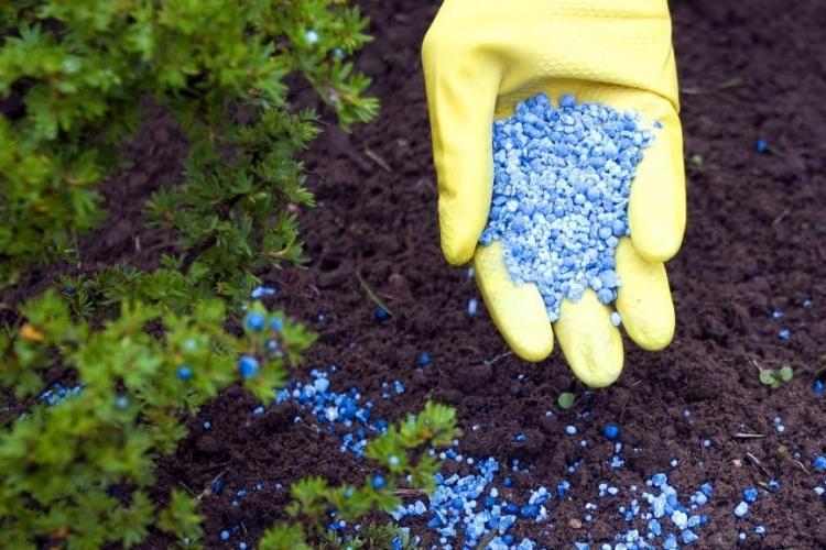 Удобрения и подкормка - Уход за хризантемами