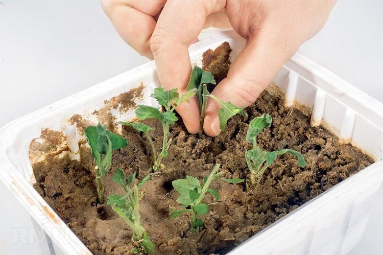 Посадка и размножение хризантем