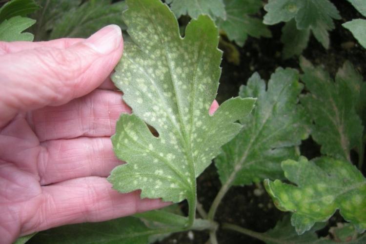 Борьба с вредителями и болезнями - Хризантемы