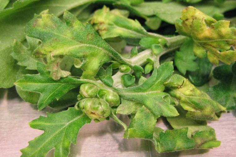 Борьба с вредителями и болезнями - Хризантемы