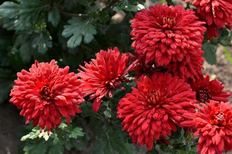 Хризантемы - фото