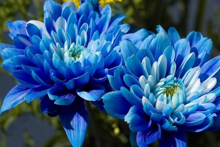 Хризантемы - фото