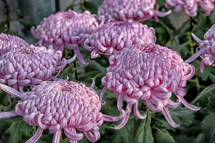 Хризантемы - фото