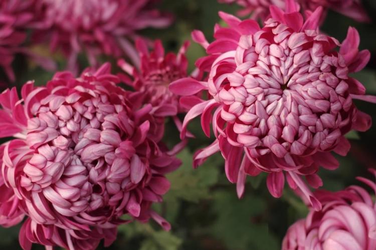 Хризантемы - фото