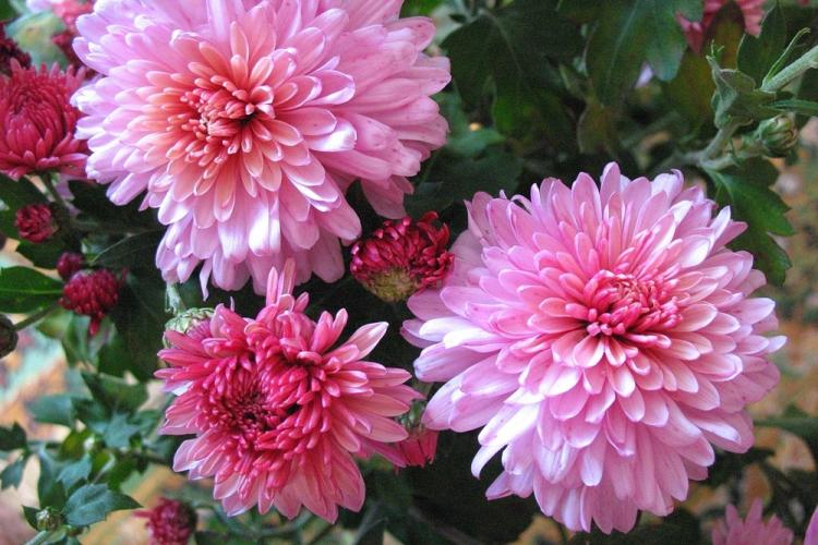 Хризантемы - фото