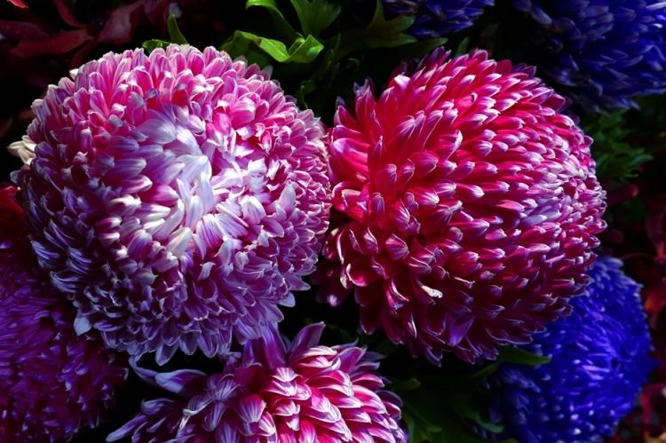 Хризантемы - фото