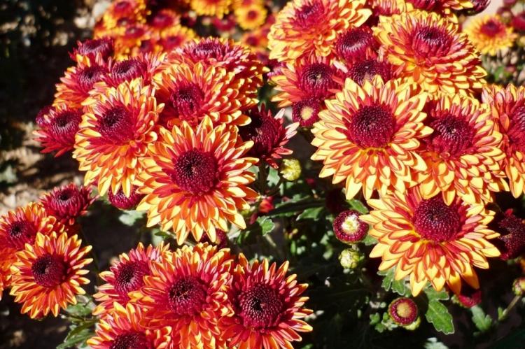 Хризантемы - фото