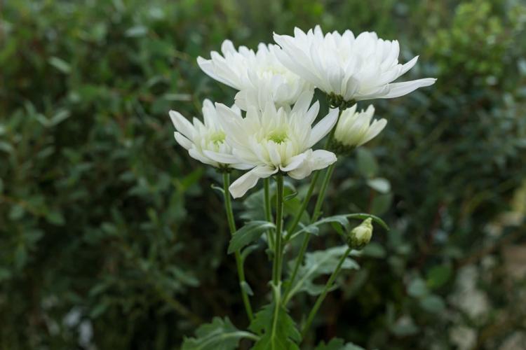 Хризантемы - фото