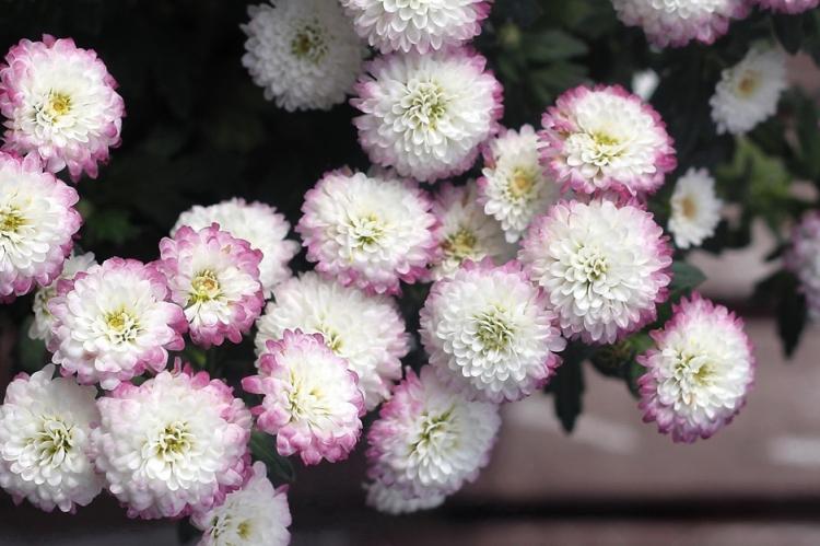 Хризантемы - фото