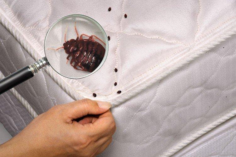 Как избавиться от постельных клопов