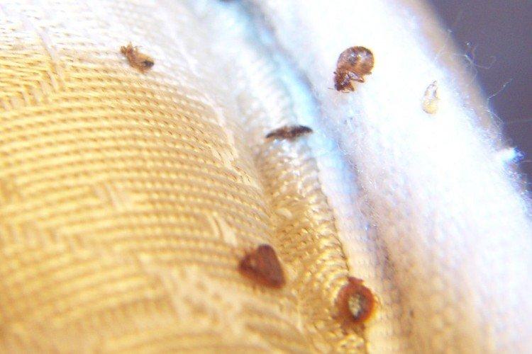 Как избавиться от клопов в диване