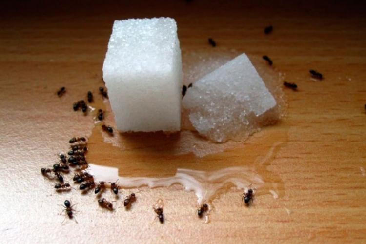 Народные средства - Как избавиться от муравьев в доме и квартире