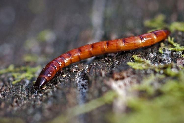 Чем опасны - Как избавиться от проволочника в огороде